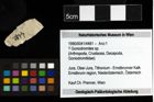 Foto (Objekt + Etiketten) von ? Goniodromites sp. 